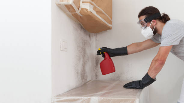 Professional Mold Inspection technician working in Grant, MI