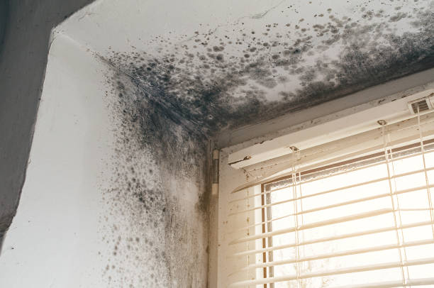 Affordable Basement Mold Removal solutions in Grant, MI