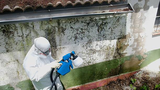 Trusted Mold Inspection service in Grant, MI - Cheap Mold Removal